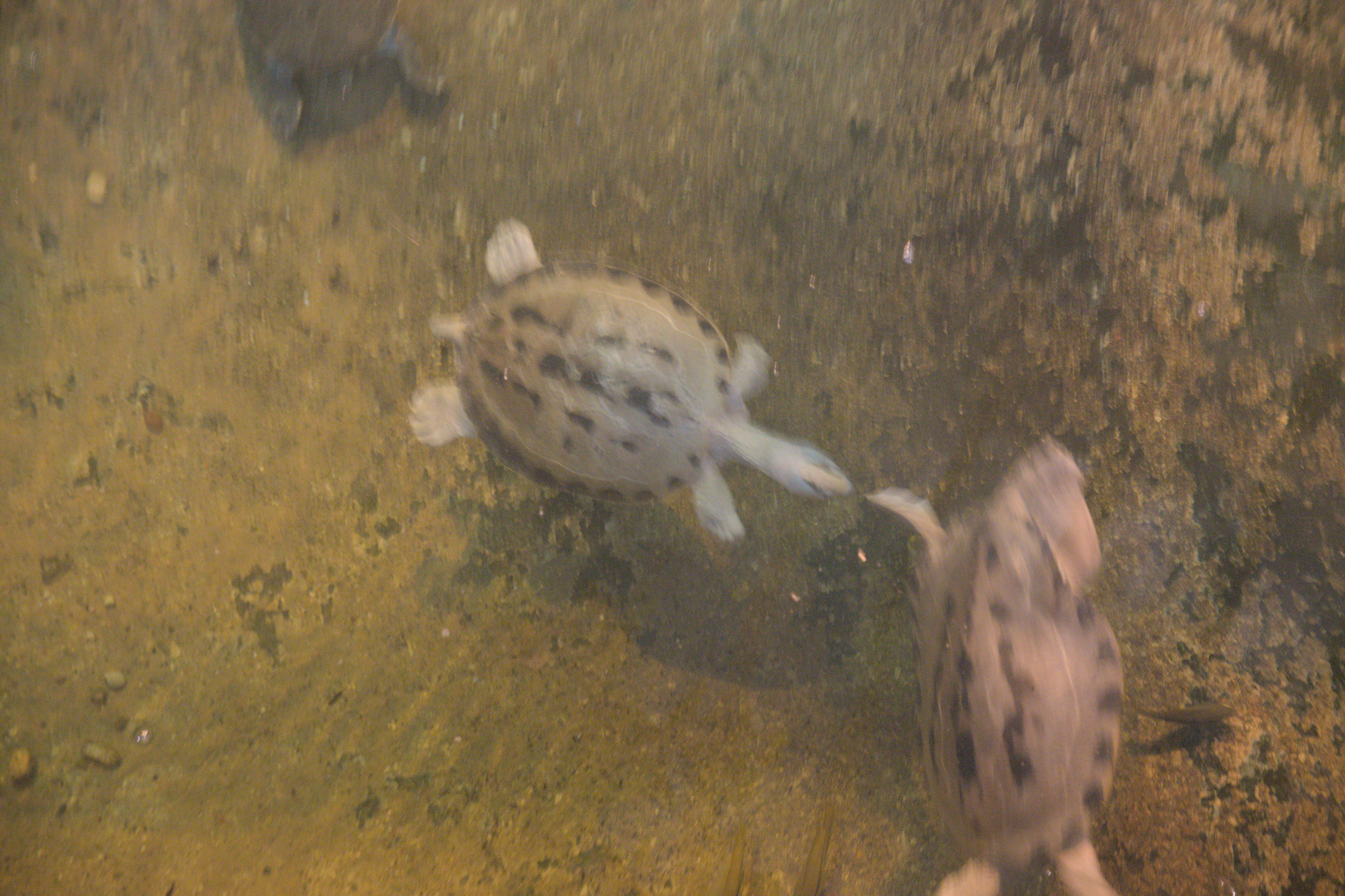 2025/10/12 - zoo/DSC_0135.jpg